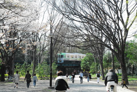 井の頭線と桜の木