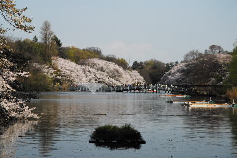 井の頭公園東屋から見る桜