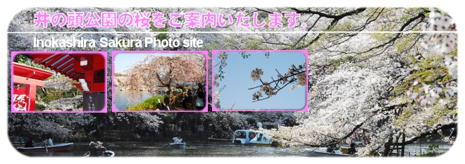 井の頭公園の桜